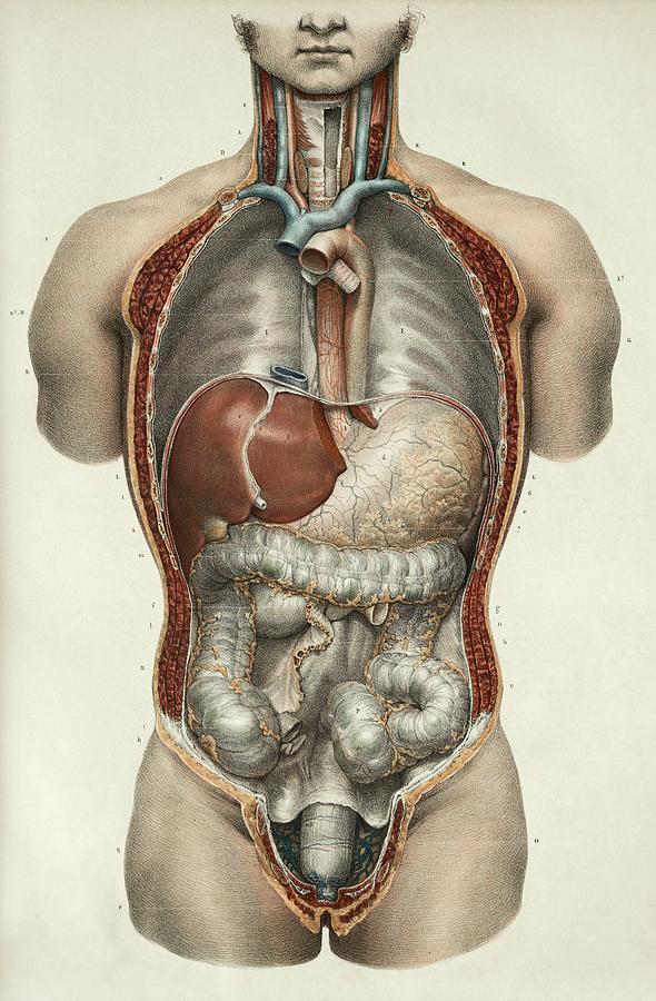 Organ Photograph - Digestive System by Science Photo Library
