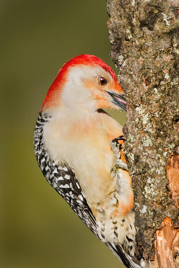 Woodpecker Photograph - Diggin by Bill Wakeley