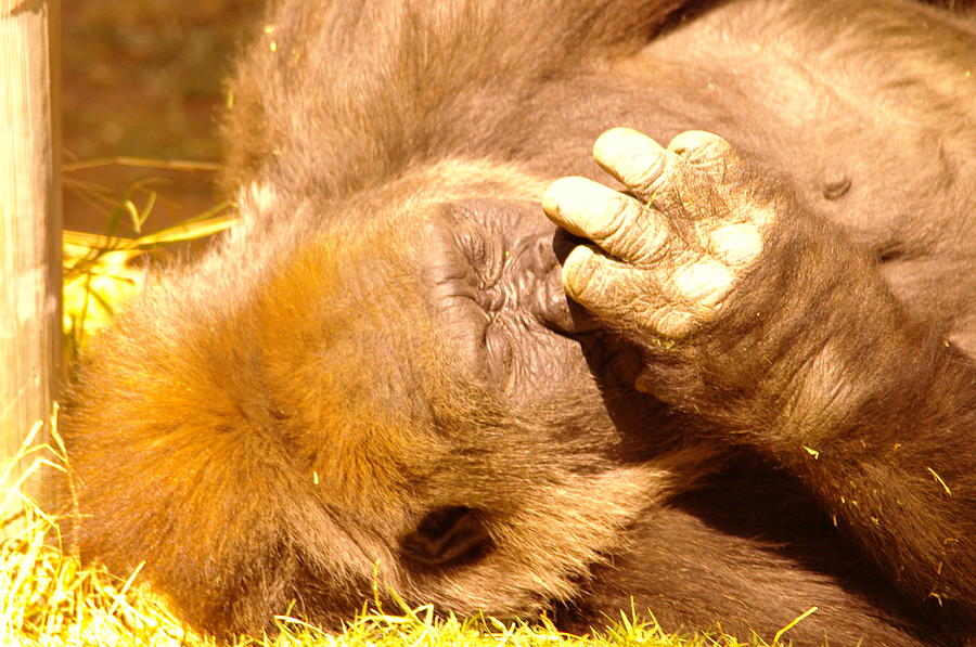 Gorilla Photograph - Digging For Gold by Jeff Swan
