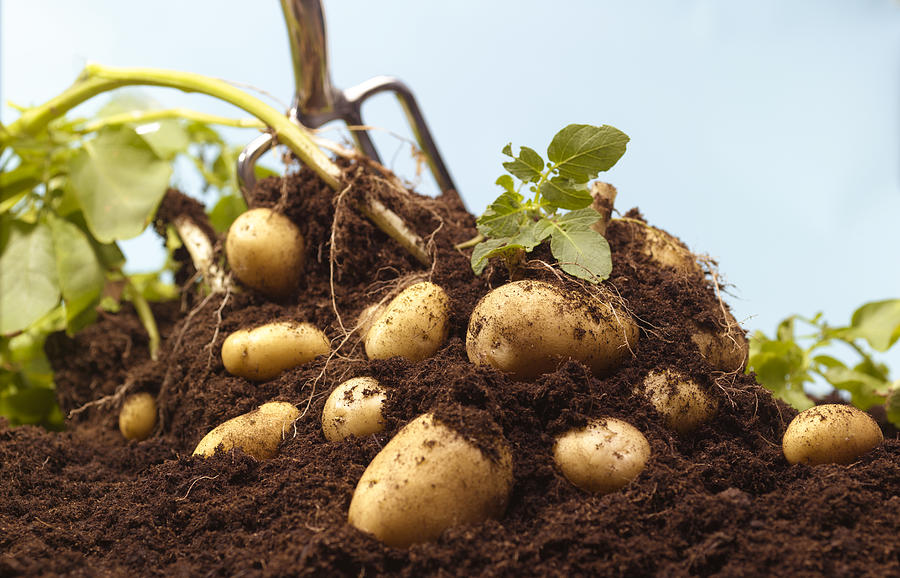 Digging up organic potatoes Photograph by Peter Dazeley Digging up organic potatoes Photograph by Peter Dazeley