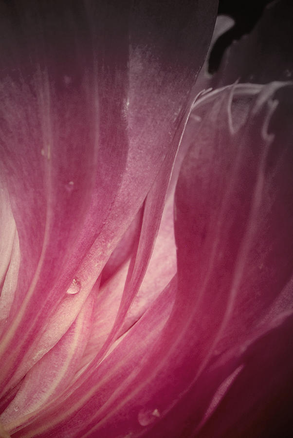Digital Abstract Peony Photograph by Kelly Nowak