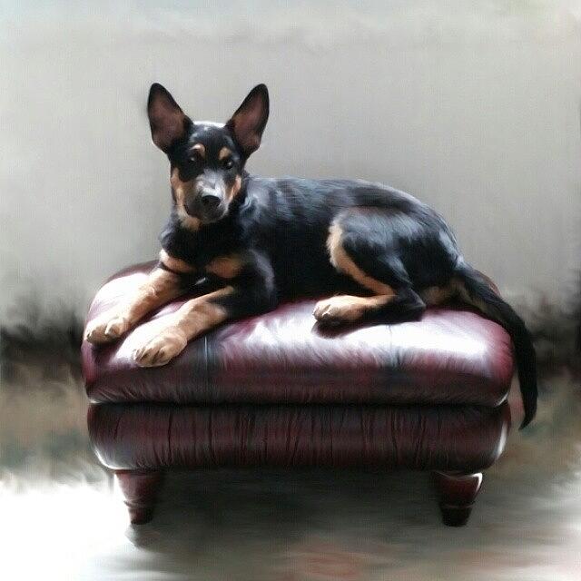 Dog Photograph - Digital Art Print For Sale by Abbie Shores