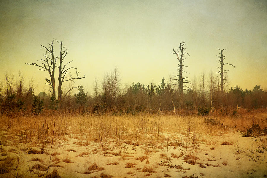 Tree Photograph - Digital Art Trees and Snow Wall Art by Natalie Kinnear