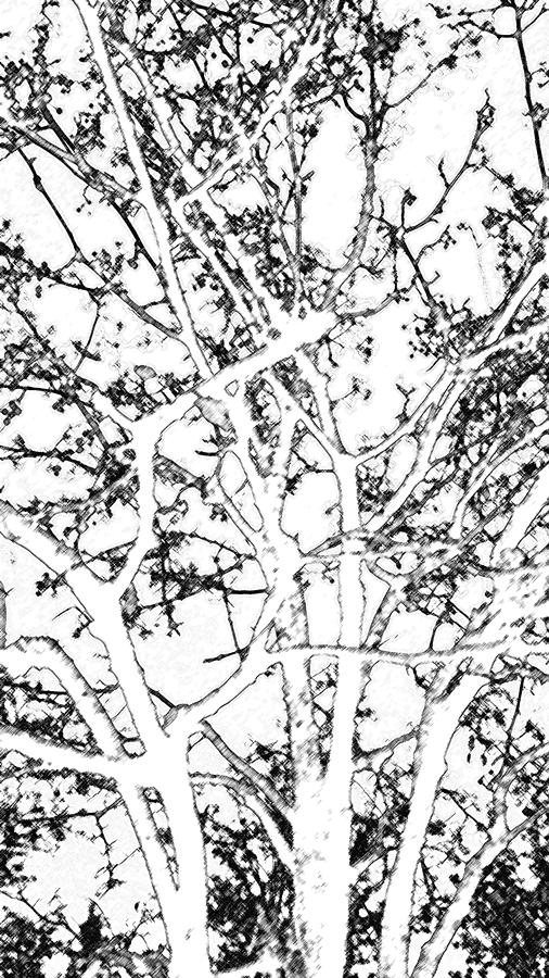Digital Charcoal Of Winter Tree Digital Art by Eric Forster
