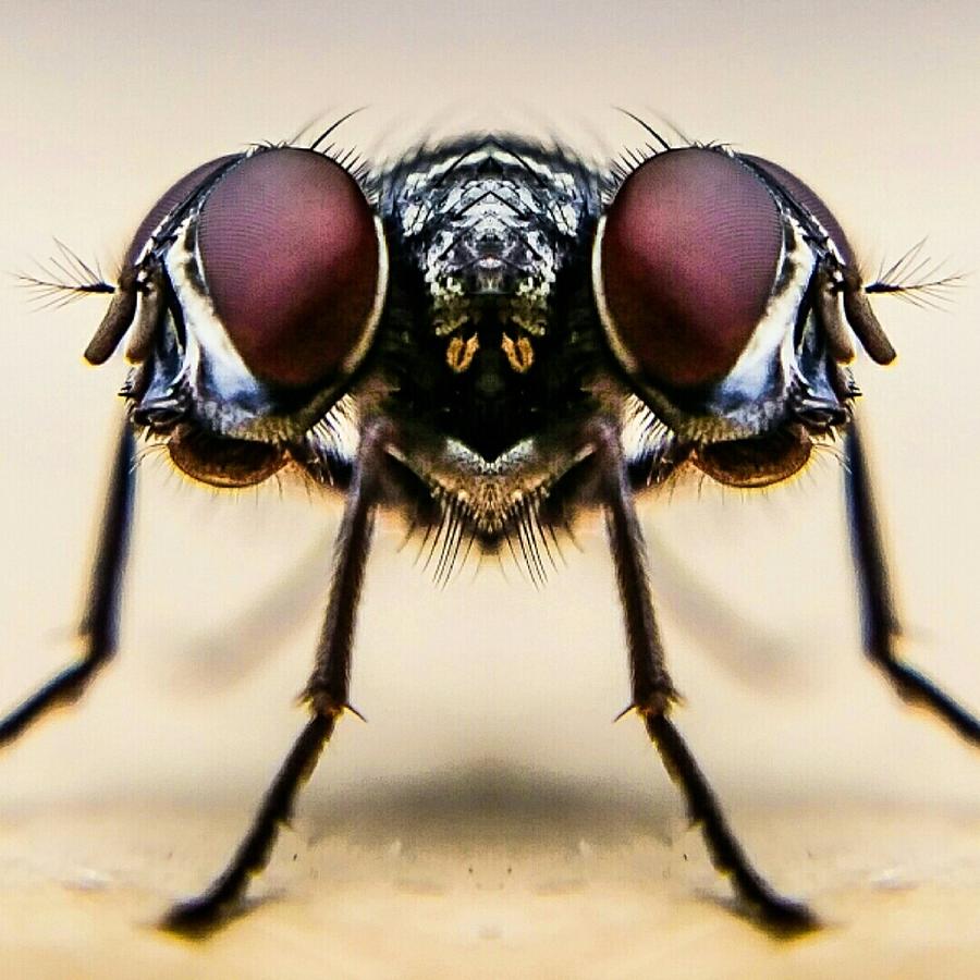 Digital Composite Image Of Housefly Photograph by Chris Raven / Eyeem Digital Composite Image Of Housefly Photograph by Chris Raven / Eyeem