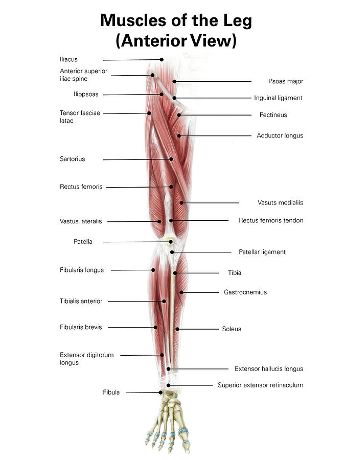 Digital Illustration Of The Anterior Photograph by Alan Gesek - Fine ...