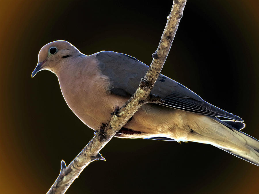 Digital Image Of A Dove Digital Art by Eric Forster