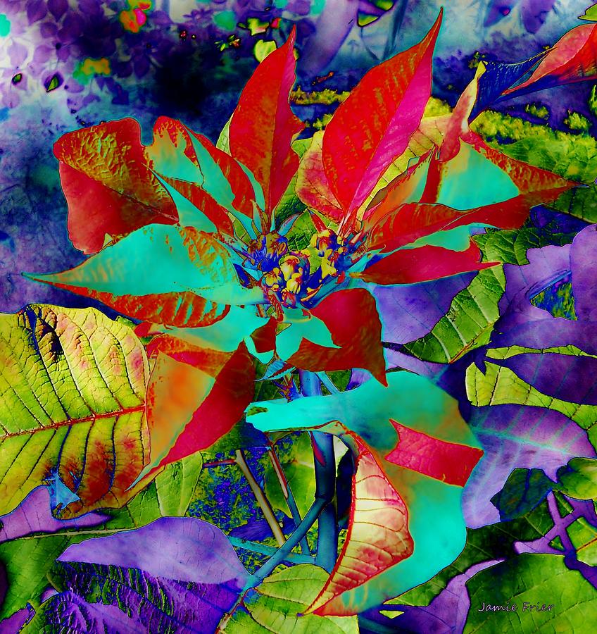 Digital Poinsettia Digital Art by Jamie Frier