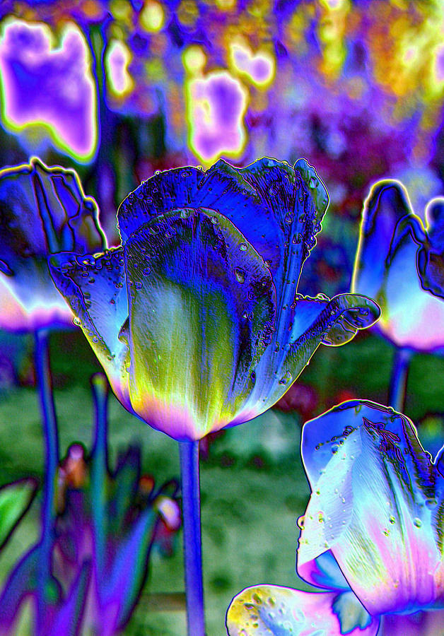 Digital Tulips Photograph by Jeff Swan