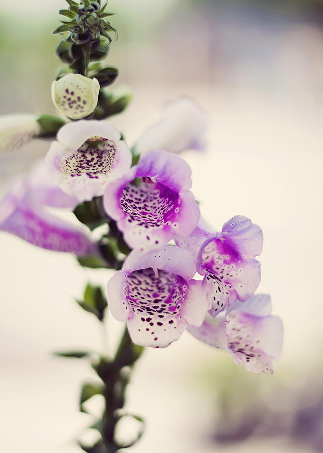Flower Photograph - Digitalis by Heather Applegate