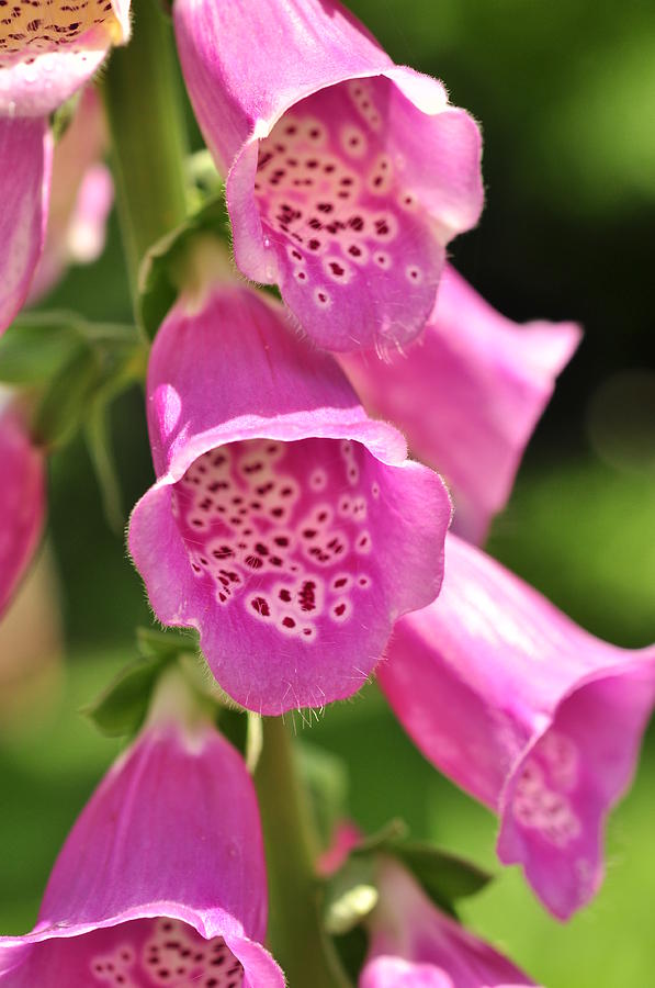 Digitalis purpurea Photograph by Puzzles Shum - Fine Art America