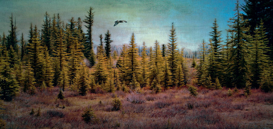 Digitally Painted Textured Pine Hawk Flyover Photograph by Clare VanderVeen