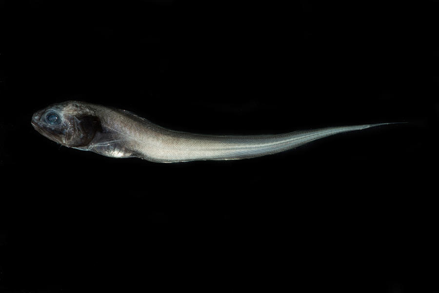 Digitate Cusk Eel Dicrolene Introniger Photograph by Dant Fenolio
