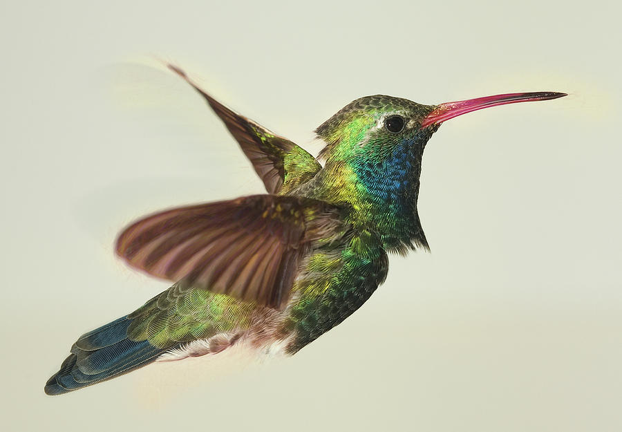 Digitially Modified Broadbilled Hummingbird Photograph by Gregory Scott