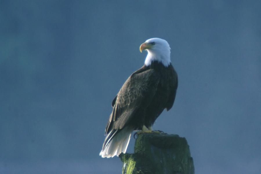 Bald Eagle Photograph - Dignity by Jeff Swan