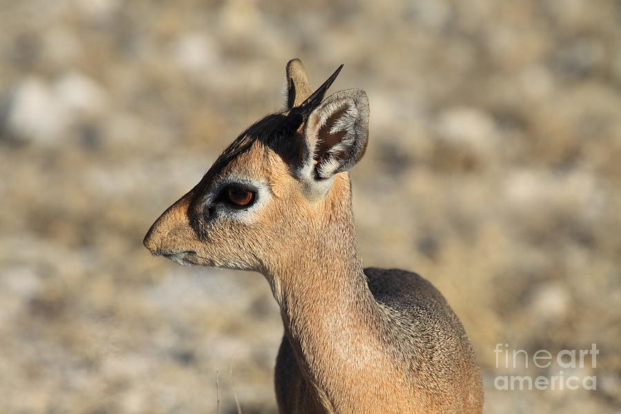Wildlife Photograph - Dik-dik Antelope by David Van der Merwe