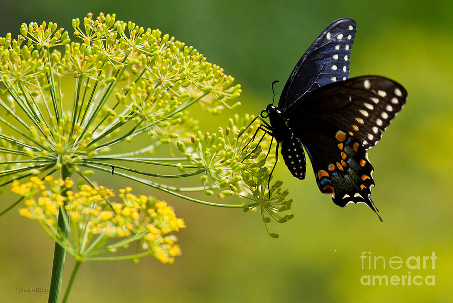 Dill and the Butterfly Photograph by Jan Killian