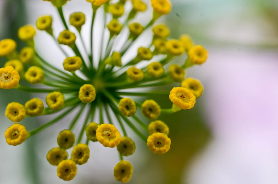 Summer Photograph - Dill Details by Stacy Morin