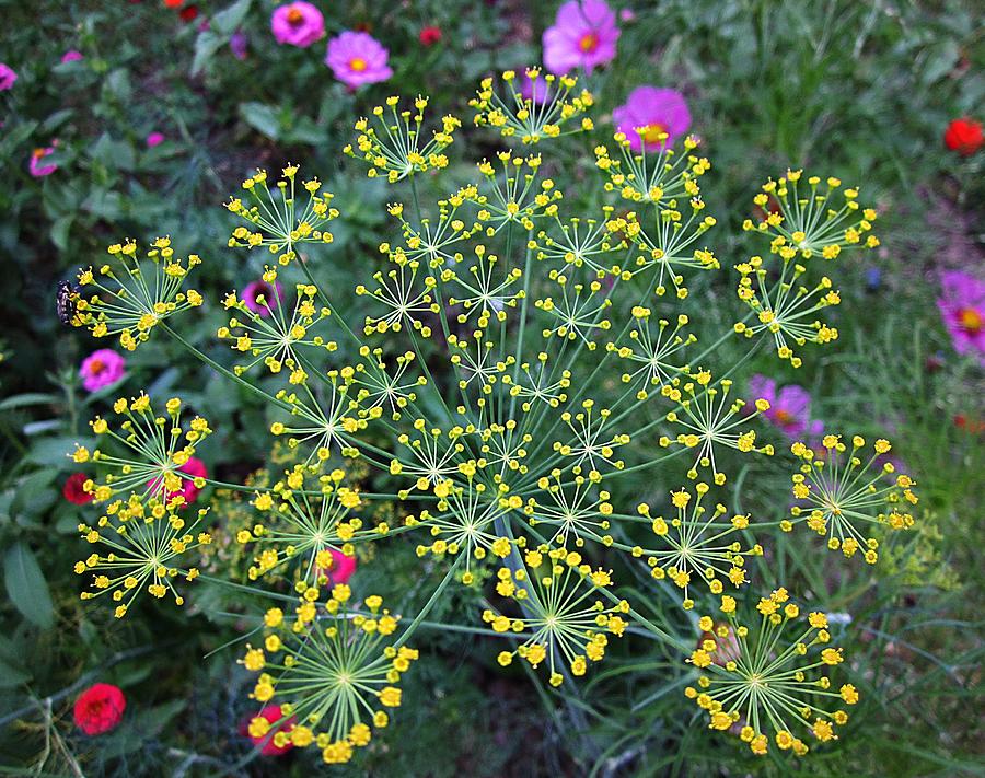 Dill Flowers Photograph by MTBobbins Photography