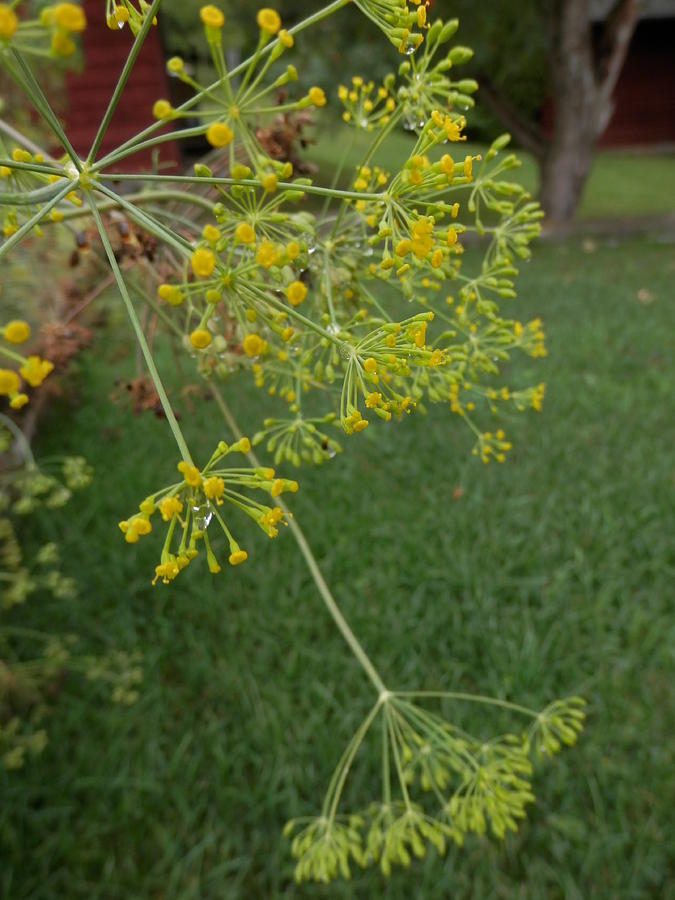 Dill Flowers Photograph by Pema Hou