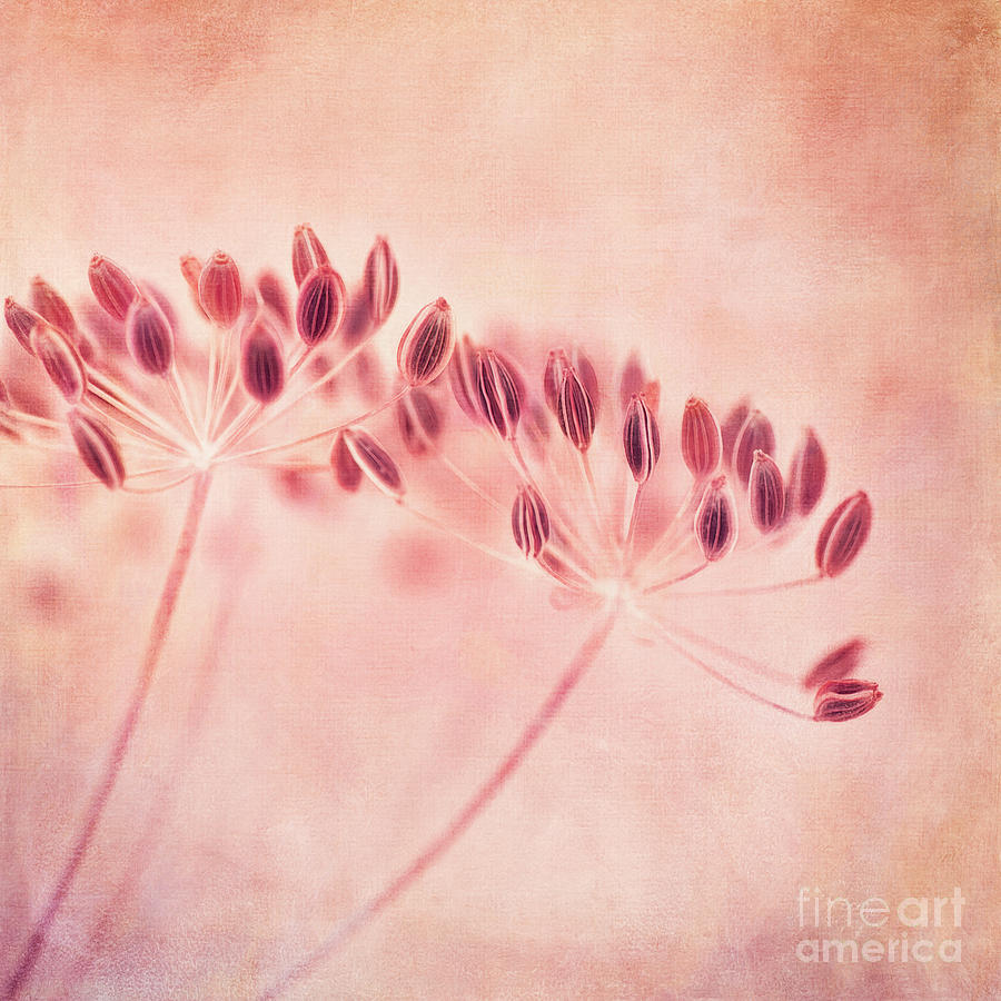 Flowers Still Life Photograph - Ill wait all winter by Priska Wettstein