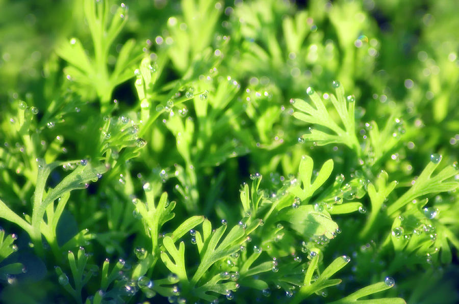 Dill Seedlings Graveolens) Photograph by Maria Mosolova