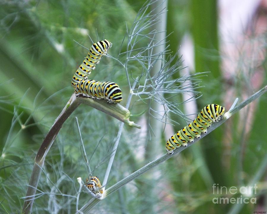 Dillweed and Caterpillars Photograph by Lizi Beard-Ward