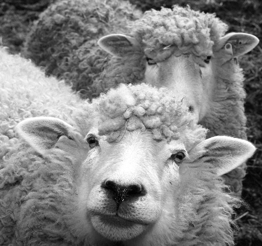 Sheep Photograph - Dilly and Dally I by Harold E McCray