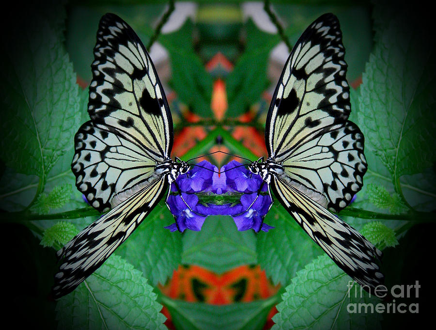 Butterfly Photograph - Dimensions by Inspired Nature Photography Fine Art Photography