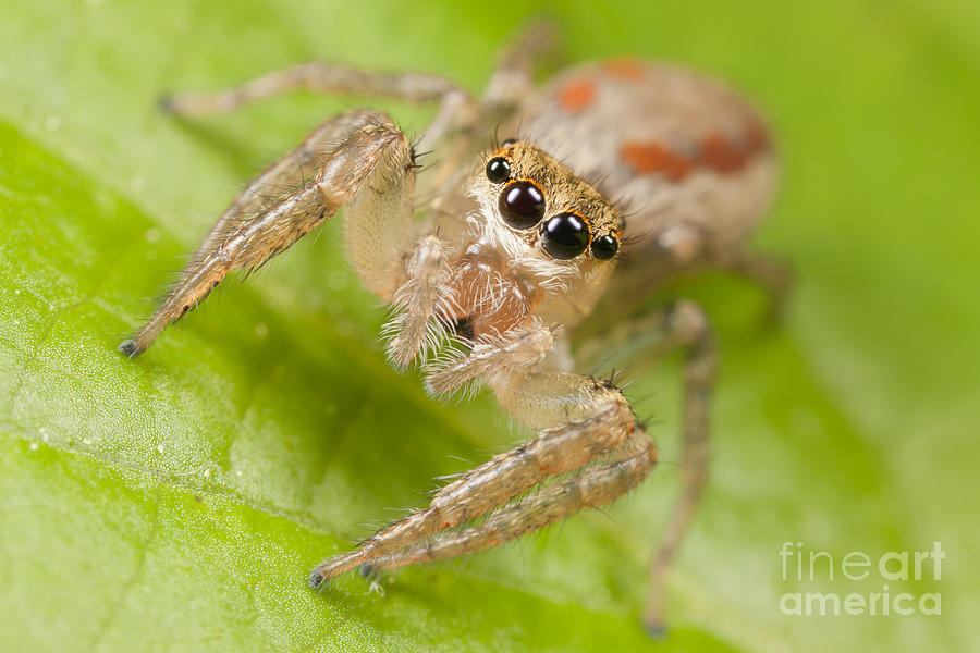 Spider Photograph - Dimorphic Jumper I by Clarence Holmes