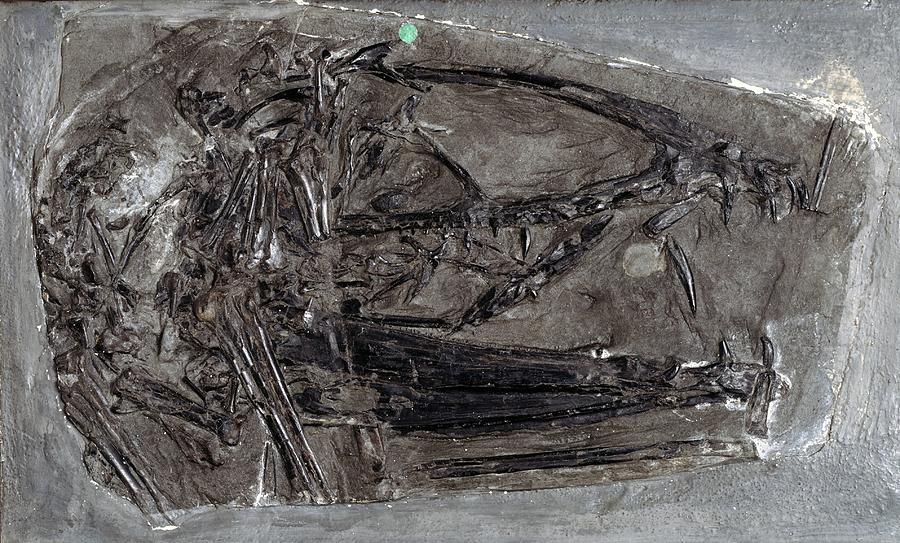Dimorphodon macronyx, pterosaur fossil Photograph by Science Photo Library