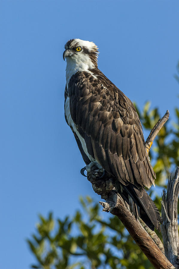 Ding Darling Perched Osprey Photograph by Art Spearing - Fine Art America