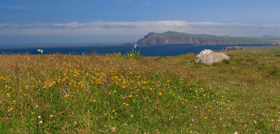 Dingle Wildflowers Photograph by Ryan Moyer