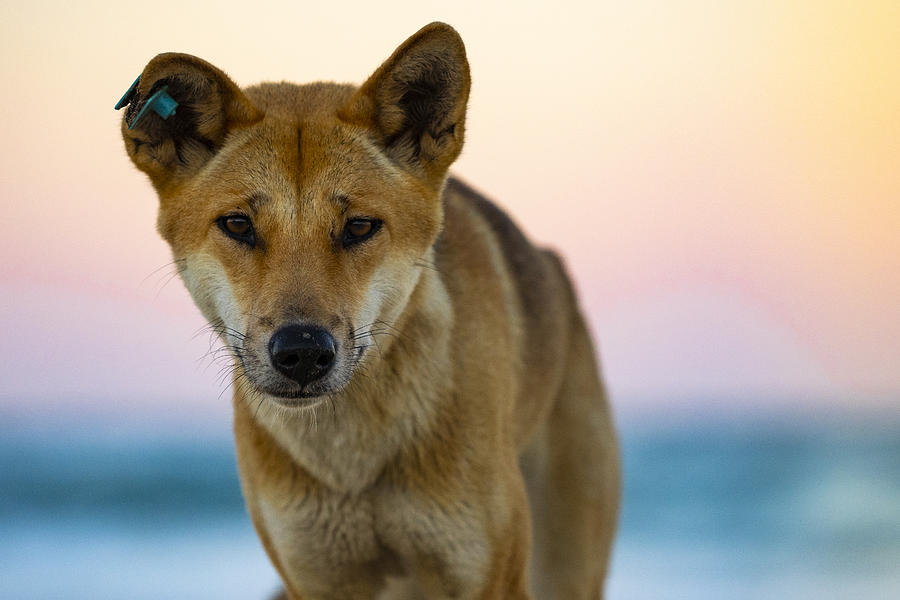 Dingo, Fraser Island Photograph by Mike OConnor