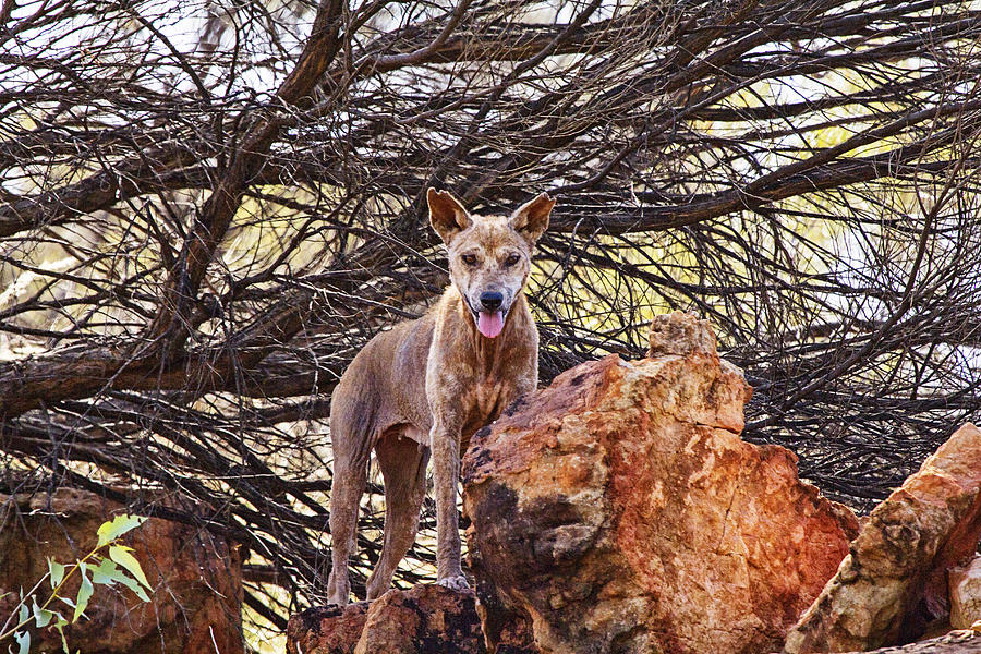 Dingo in the Wild V5 Photograph by Douglas Barnard