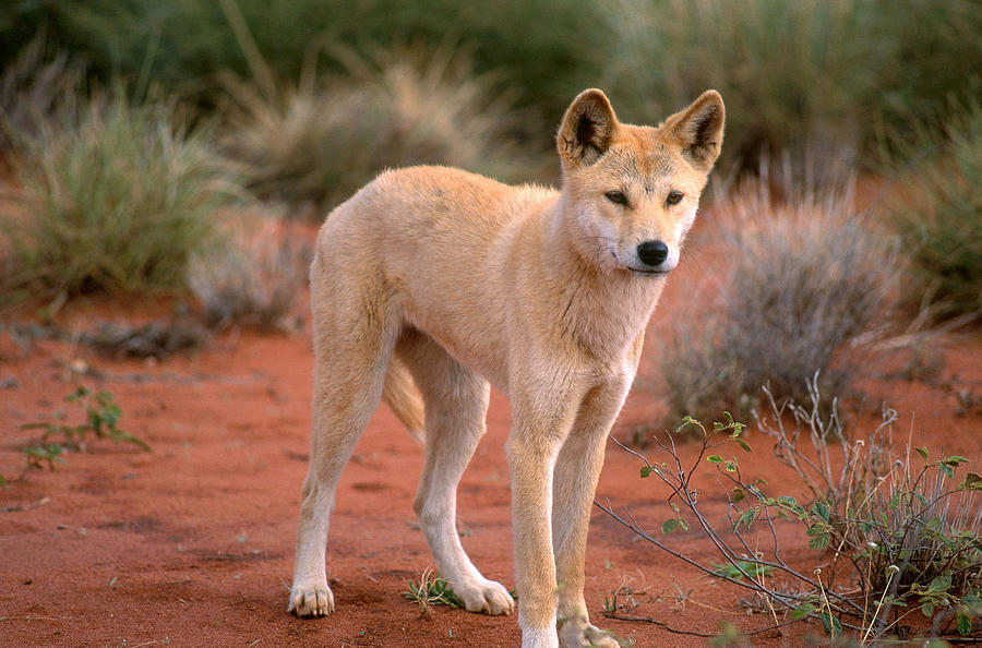 Dingo Photograph by James Steinberg | Fine Art America