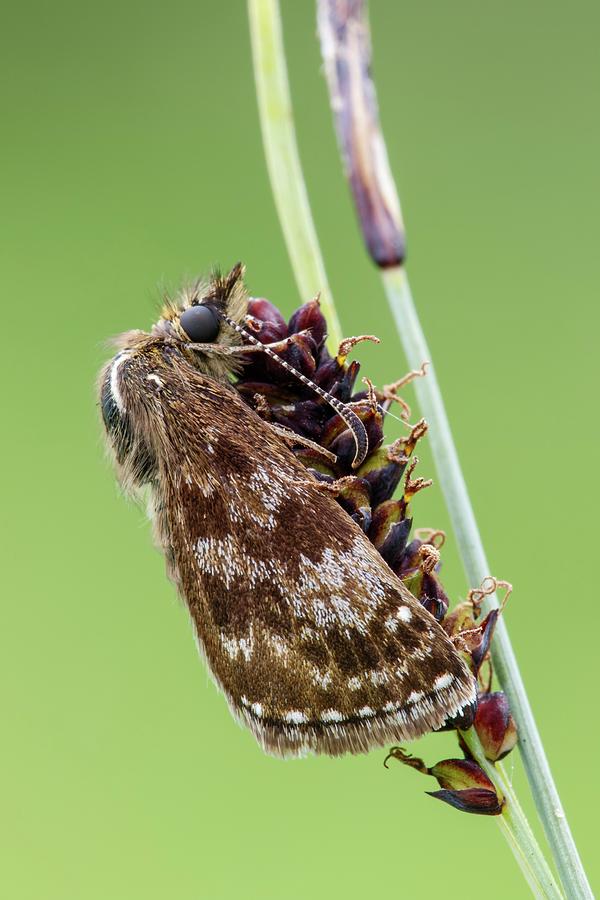 Dingy Skipper Butterfly Photograph by Heath Mcdonald/science Photo Library