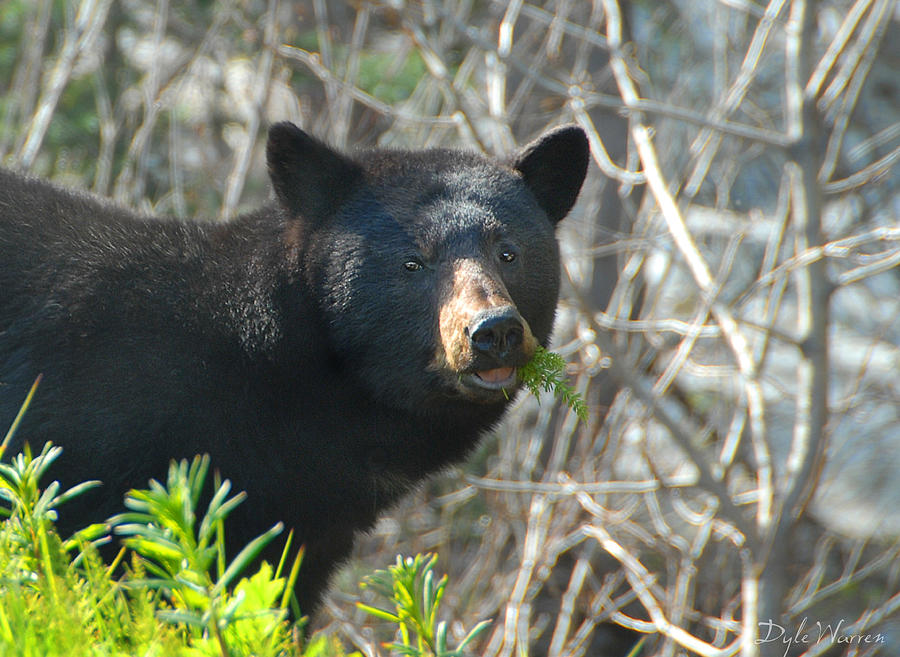 Bear Photograph - Roadside Diner - Close Up by Dyle   Warren