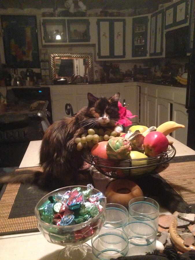 Dining Cat Photograph by Erika Jean Chamberlin