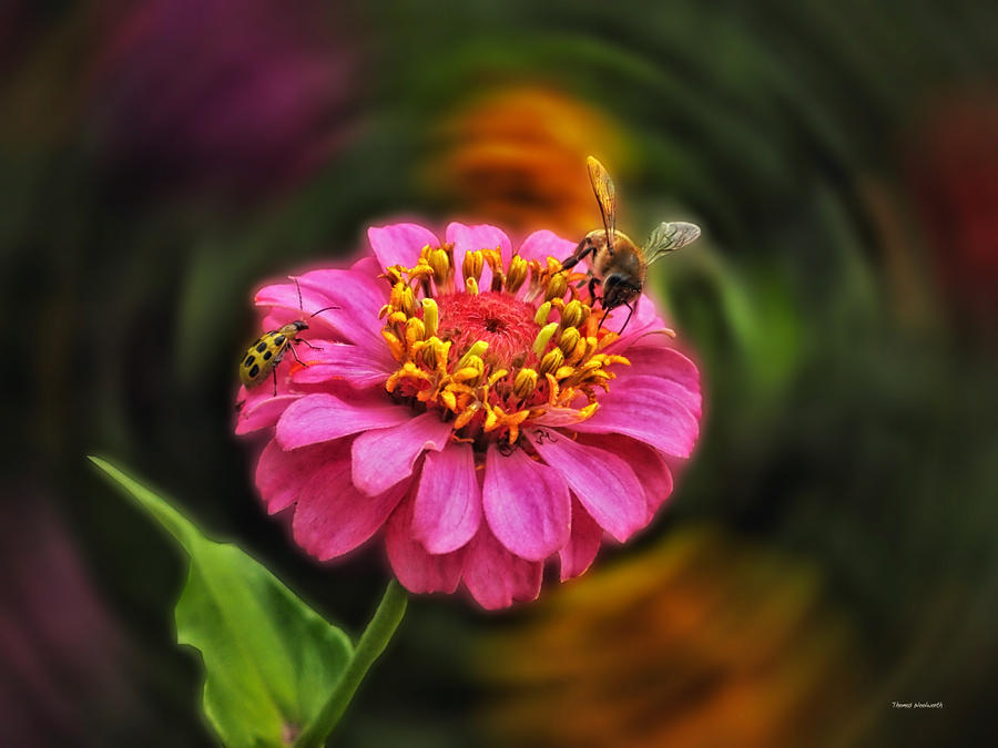 Flower Photograph - Dining on a Pink Zinnia 02 by Thomas Woolworth
