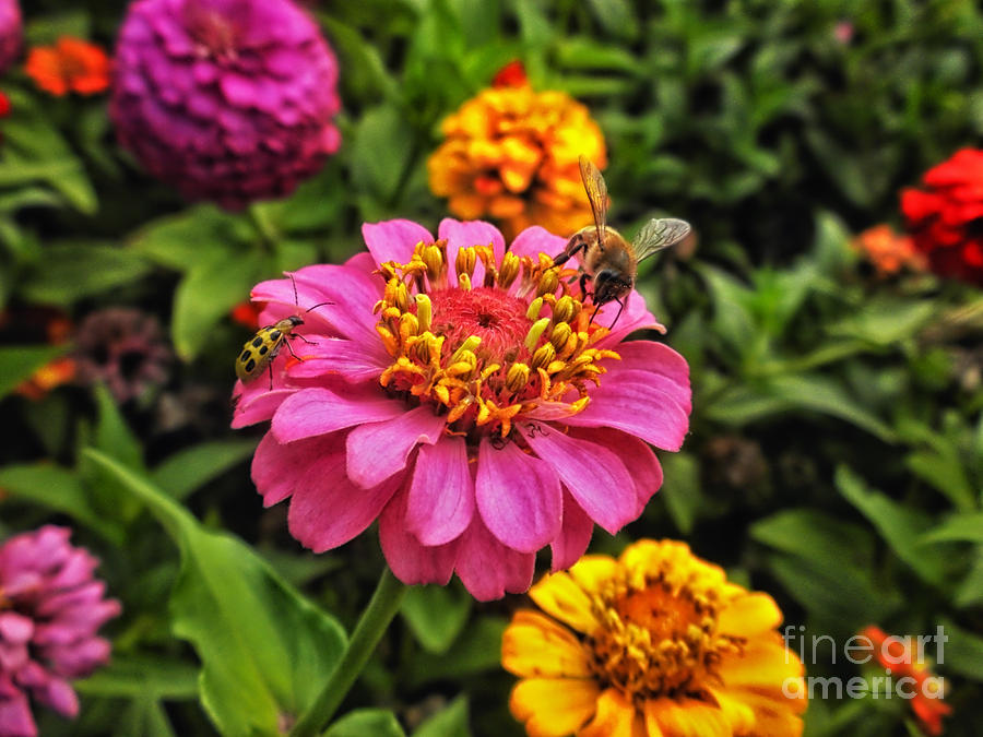 Flower Photograph - Dining on a Pink Zinnia by Thomas Woolworth