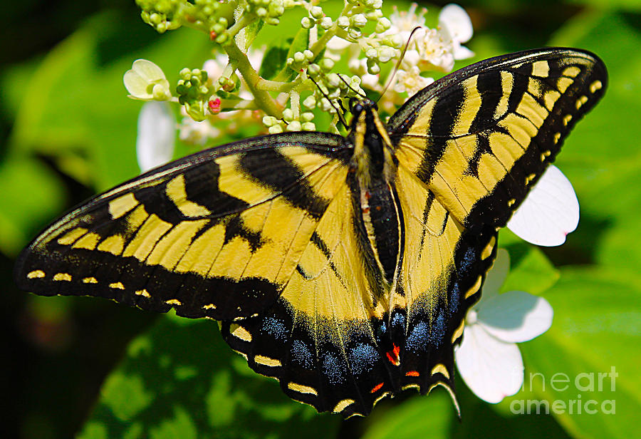 Dinner for the Swallowtail Photograph by Nina Silver