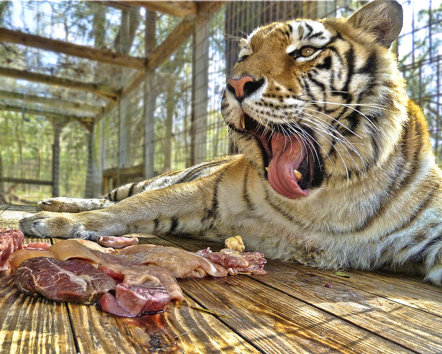 Dinner Time Photograph by Betty Eich