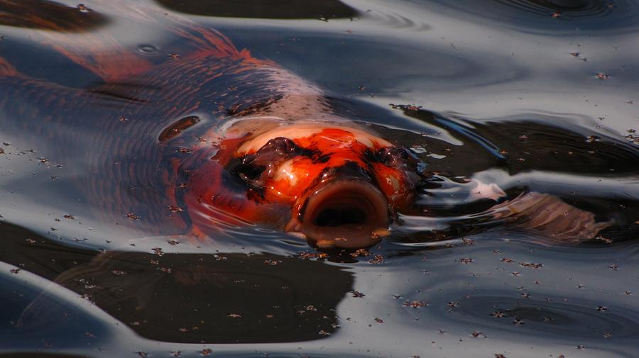 Dinner Time For Koi Photograph by Jennifer Wheatley Wolf