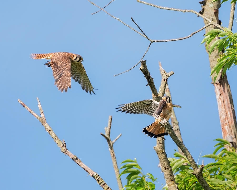 Falcon Photograph - Dinner Time For The Kestrels by Bill Wakeley