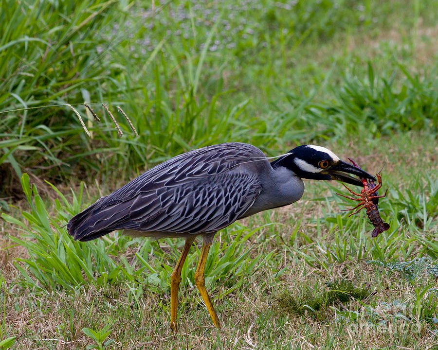 dinner Yellow-crowned Night Heron Photograph by TN Fairey - Fine Art ...