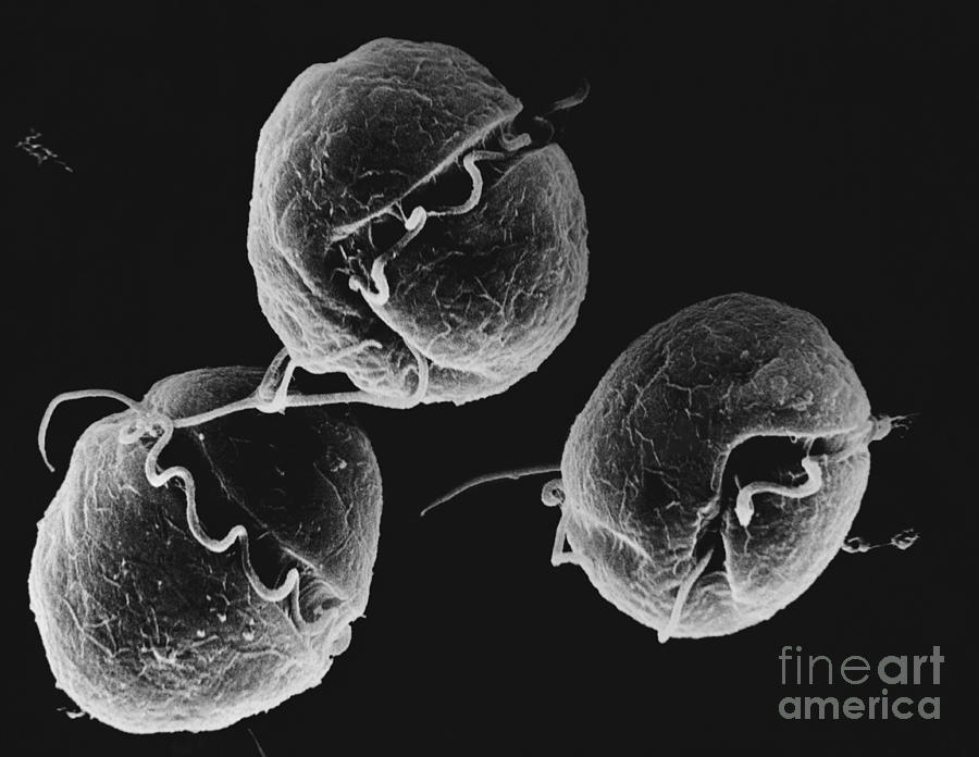 Dinoflagellate, Sem Photograph by David M. Phillips