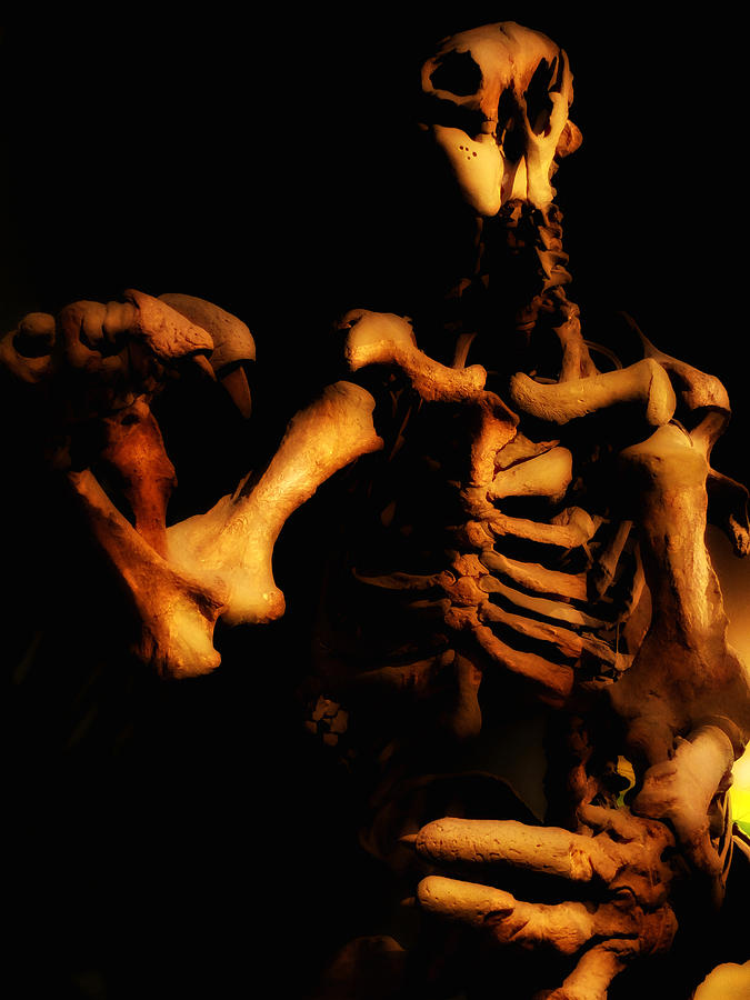 Dinosaur Bones 1 Photograph by Joseph Hedaya
