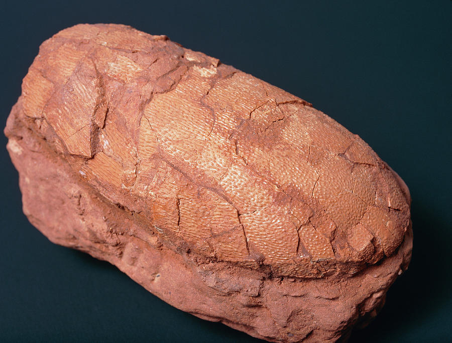 dinosaur egg fossil
