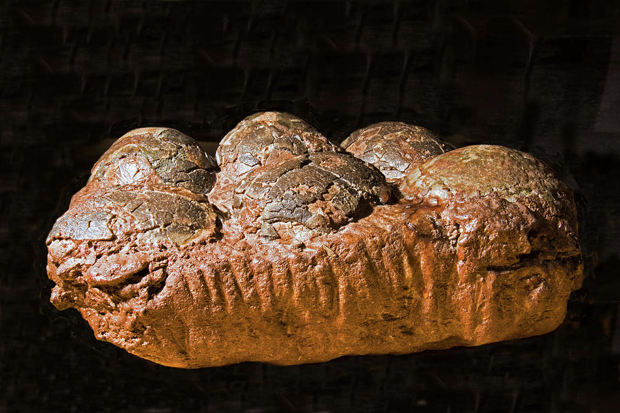 dinosaur fossil with eggs
